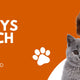 From Cosy Beds to Playful Toys – Baytana Has All Your Pet Needs