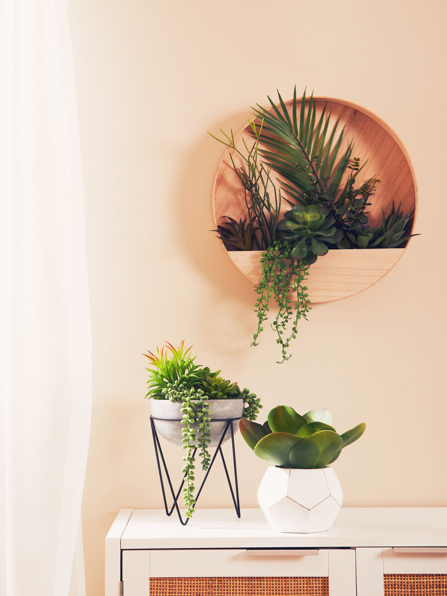 Mixed Succulents in Wood Wall Planter | Fiori